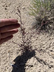 Cordylanthus kingii helleri