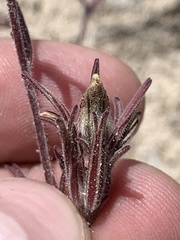 Cordylanthus kingii helleri