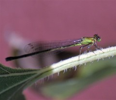Ischnura denticollis