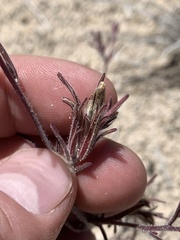Cordylanthus kingii helleri