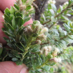 Baccharis tricuneata