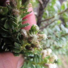 Baccharis tricuneata