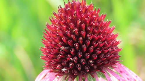 Echinacea pallida