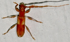 Heterachthes quadrimaculatus