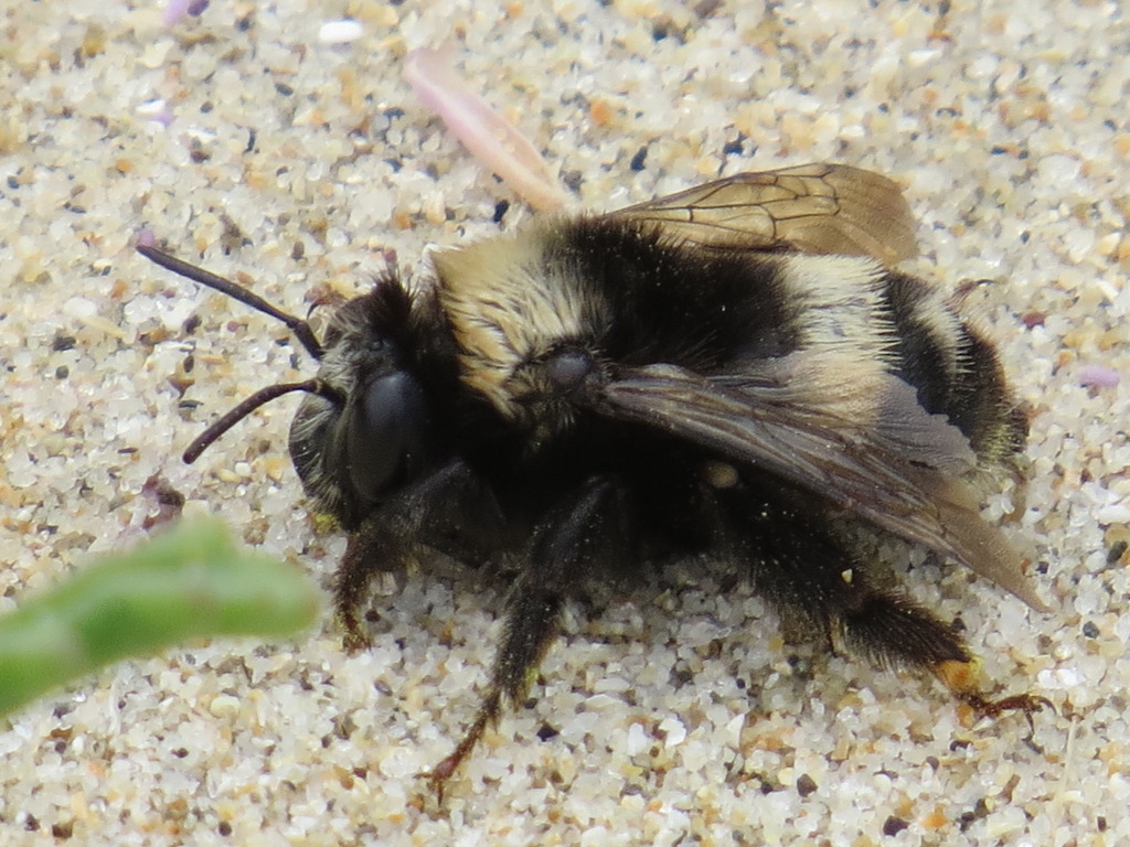 Bumble-bee-mimic Digger Bee
