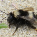 Anthophora bomboides stanfordiana - Photo (c) Garth Harwood, some rights reserved (CC BY), uploaded by Garth Harwood