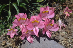Alstroemeria pallida