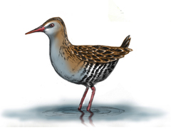 Austral Rail photo 2