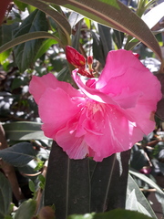 Nerium oleander