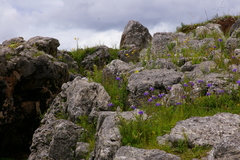 Hesperoxiphion herrerae