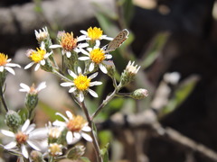 Eurybia radulina