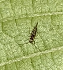 Graphopsocus cruciatus