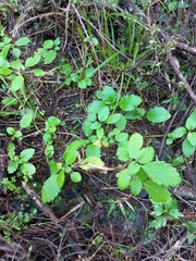 Jovellana sinclairii