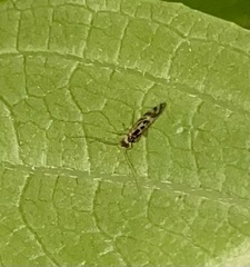 Graphopsocus cruciatus