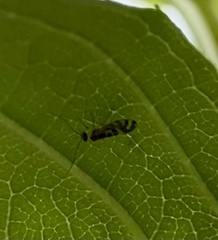 Graphopsocus cruciatus