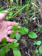 Jovellana sinclairii