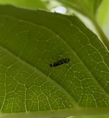 Graphopsocus cruciatus