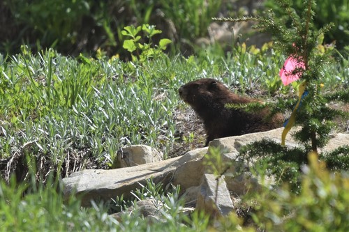 Vancouver Island Marmot