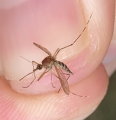 Aedes canadensis canadensis
