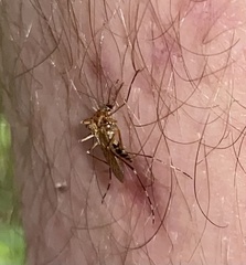 Aedes canadensis canadensis