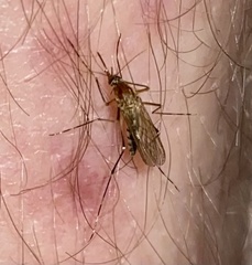 Aedes canadensis canadensis