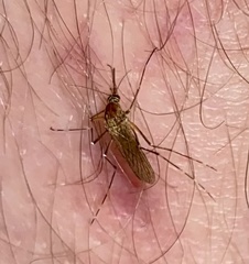 Aedes canadensis canadensis