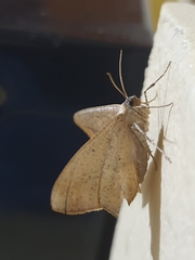 Prochoerodes onustaria