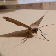 Prochoerodes onustaria