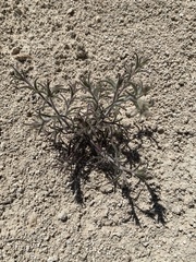 Cordylanthus kingii helleri