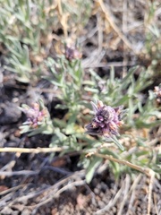 Stachys rothrockii