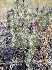 Stachys rothrockii