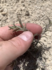 Cordylanthus kingii helleri