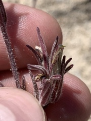Cordylanthus kingii helleri