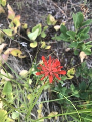 Castilleja hispida
