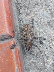 Steirastoma histrionicum