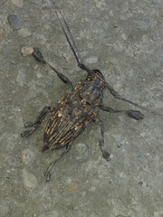 Steirastoma histrionicum