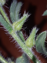 Cryptantha crassisepala