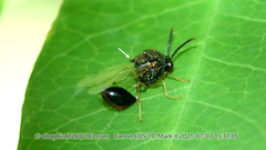 Eucharitinae