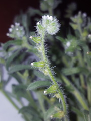 Cryptantha crassisepala