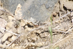 Trimerotropis californica