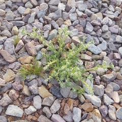 Cryptantha crassisepala