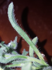 Cryptantha crassisepala