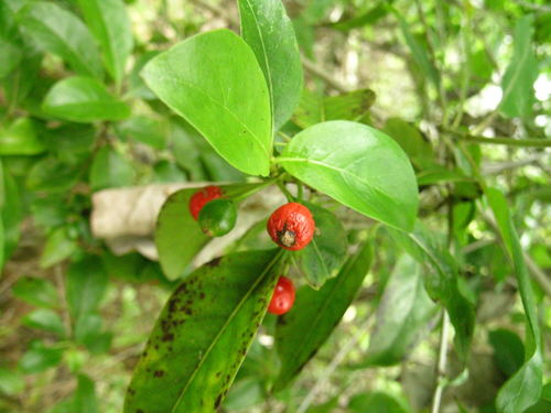 Coprosma menziesii