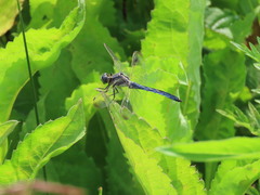 Orthetrum lineostigma