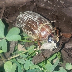 Polyphylla variolosa