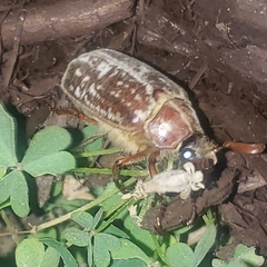 Polyphylla variolosa