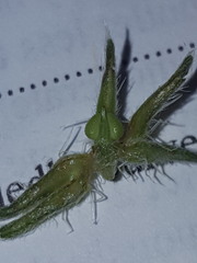 Cryptantha crassisepala