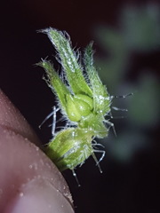 Cryptantha crassisepala