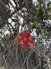 Tristerix verticillatus