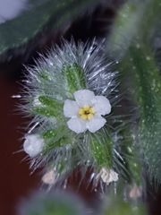 Cryptantha crassisepala